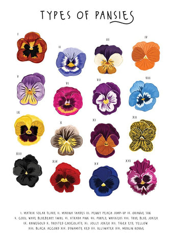 Types of Pansies Greetings Card