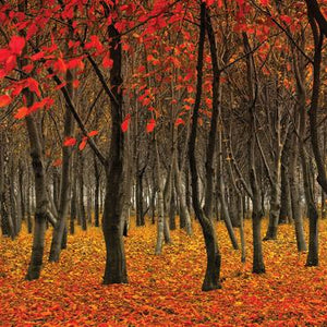 Red Woodlands Greetings Card