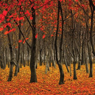Red Woodlands Greetings Card