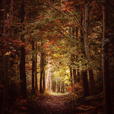 Autumn Woodlands Greetings Card