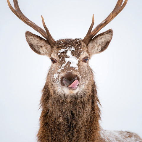 Red Deer Wildlife Trust Greetings Card