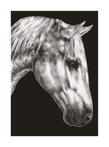 Horse Greetings Card
