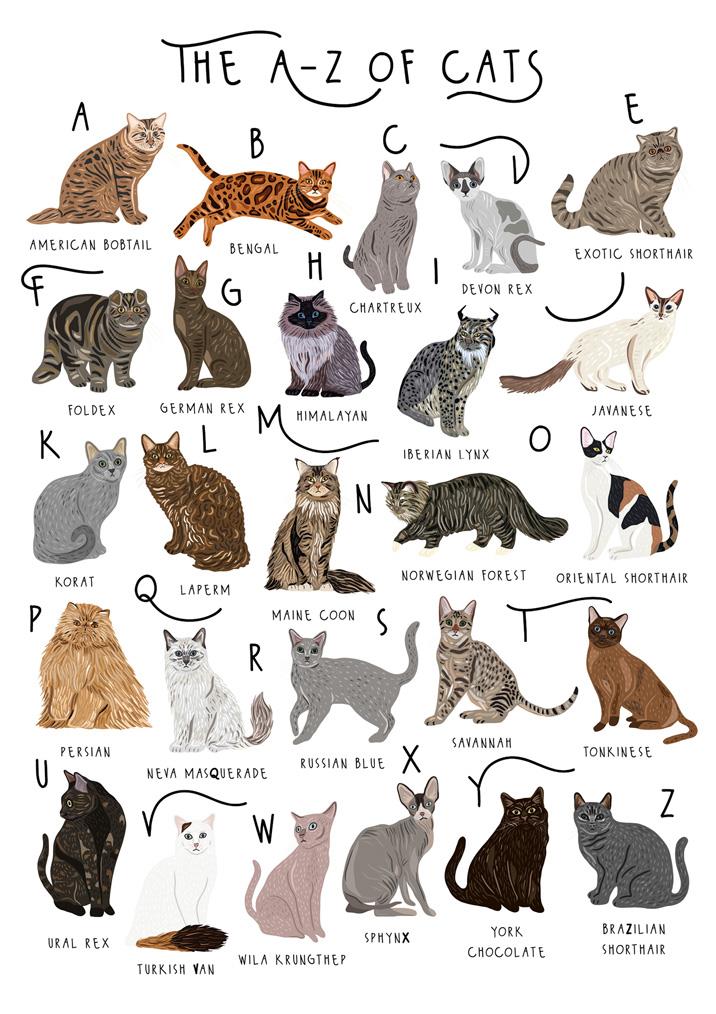 A-Z of Cats Greetings Card
