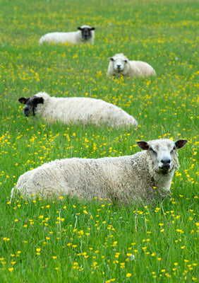Four Sheep Greetings Card