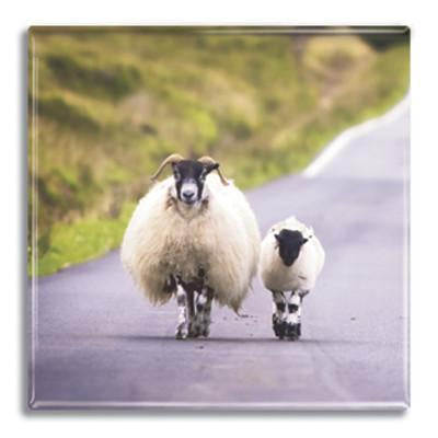 Sheep & Lamb Magnet